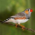 Scientists key in on brain’s mechanism for singing, learning 