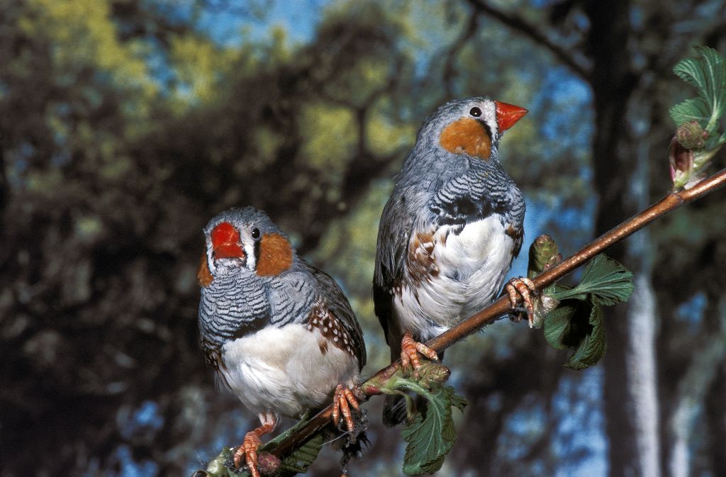 Zebra Finch, taeniopygia guttata, two males standing on Branch