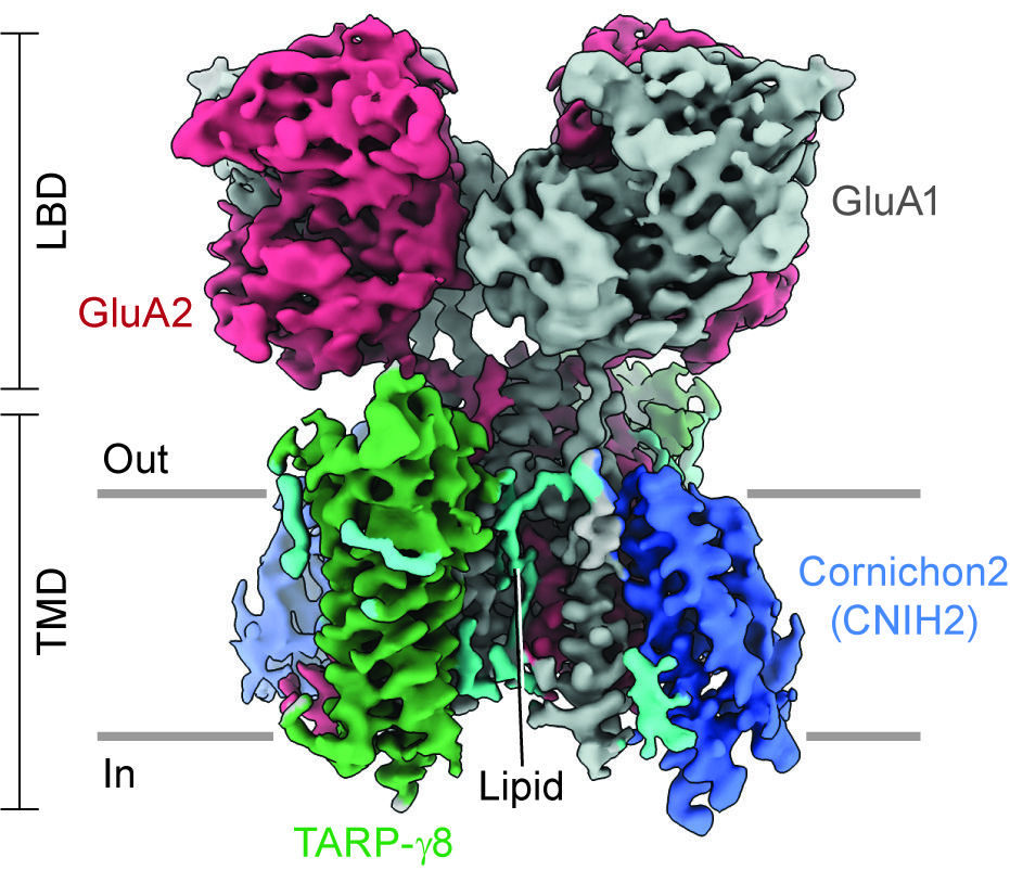 Three-dimensional reconstruction of the hippocampal glutamate receptor ion channels (AMPARs), viewed parallel to the membrane.