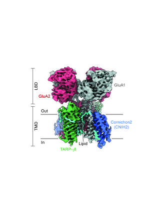 Receptor revealed