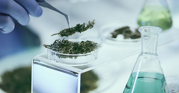 Testing Medical Marijuana in Laboratory. Close -up.