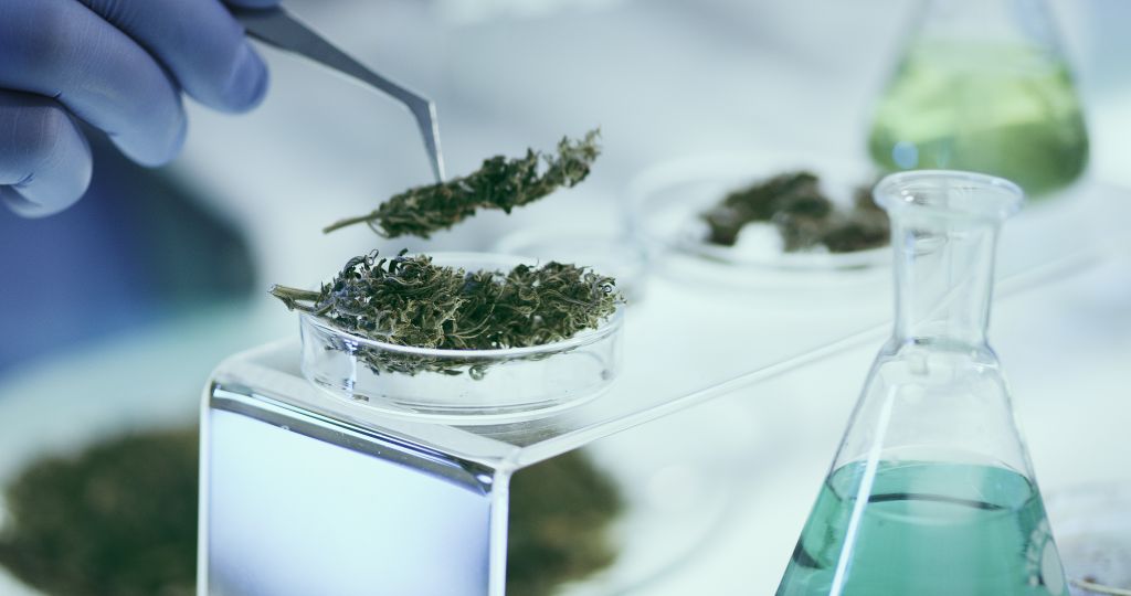 Hands in blue nitrile gloves hold tweezers to transfer medical marijuana buds to a petri dish; several Erlenmeyer flasks with liquid in them are seen in the background and foreground.