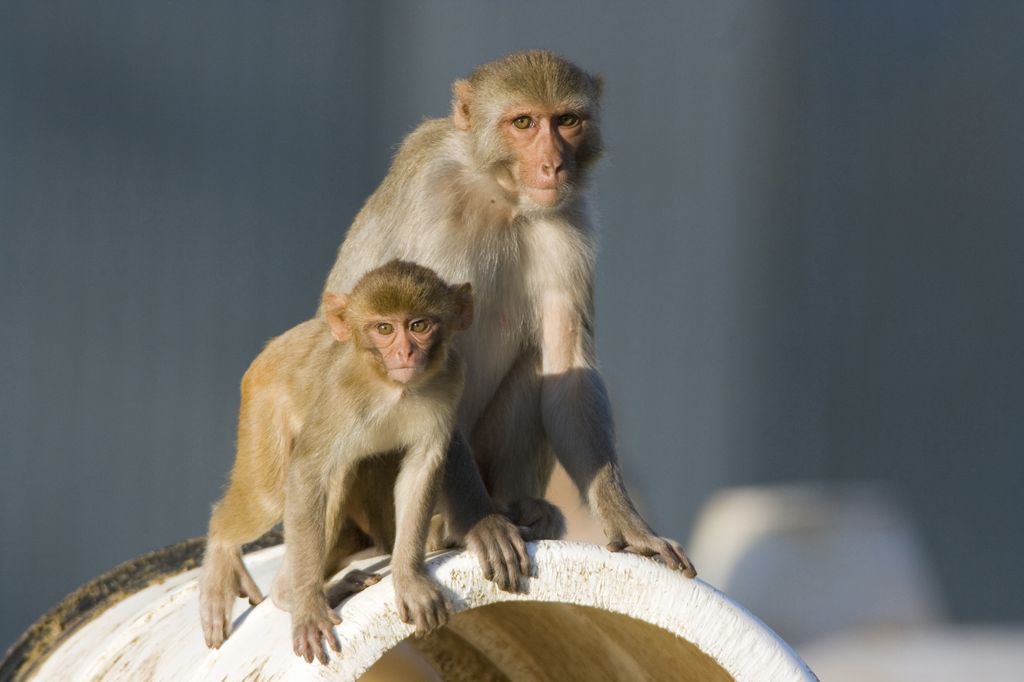 Two macaques, one adult and one juvenile, perch atop a wooden structure.