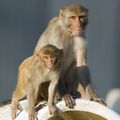 Scientists discover inherited neurodegenerative disease in monkeys