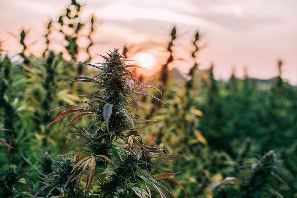 Study shows hemp compounds prevent coronavirus from entering human cells. Hemp growing in a field amid the dawn.