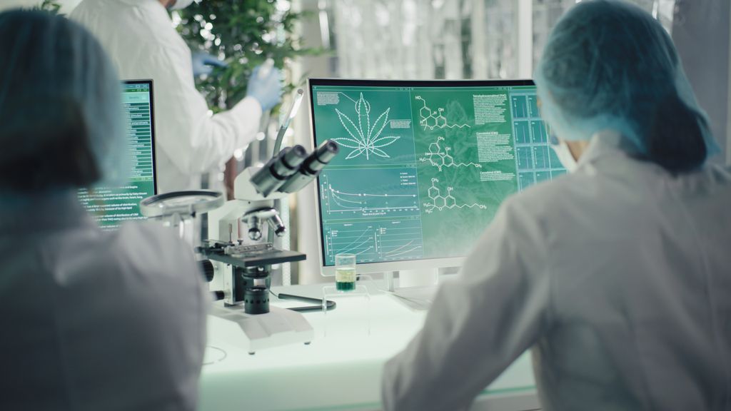 A researcher in a lab studying marijuana on a computer screen.