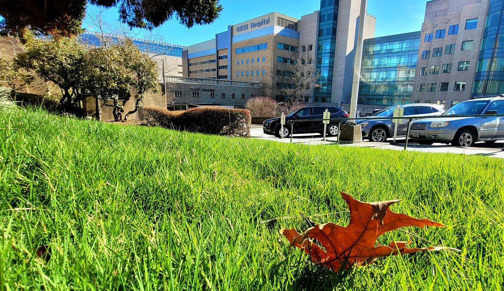 OHSU buildings in the background amid sunshine; in the foreground, bright green, lush grass and a sienna-colored leaf.