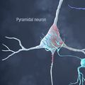 OHSU second in the country to perform regenerative brain cell therapy procedure