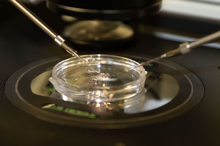 Embryo Cell Therapy