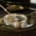 Embryo Cell Therapy
