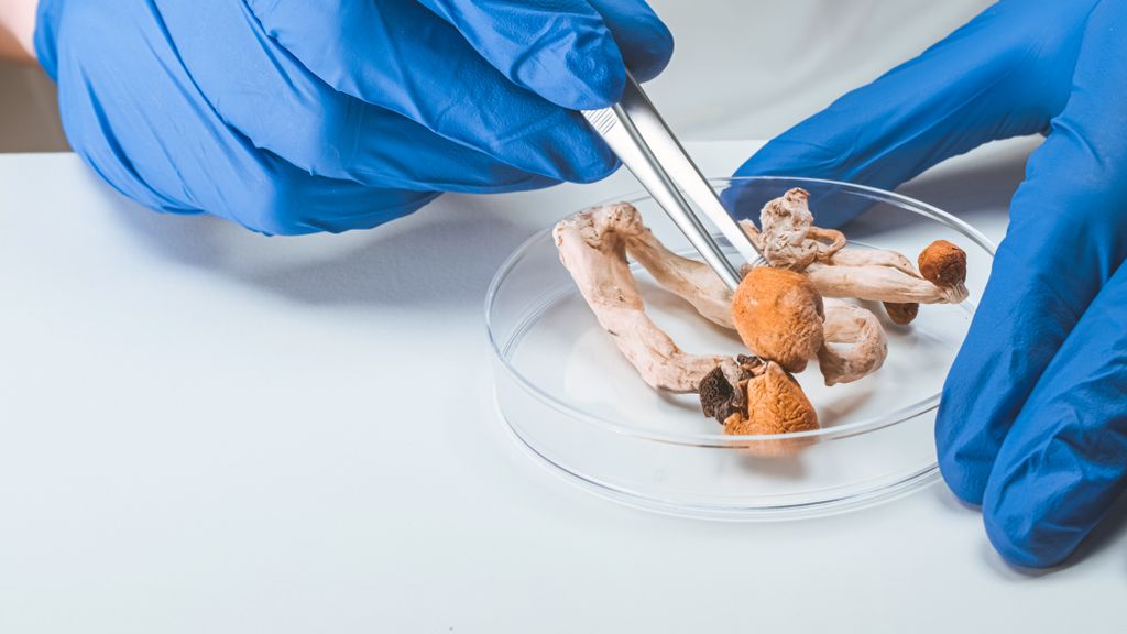 A researcher wearing blue gloves holds mushrooms in a petri dish and picks one up using tongs.