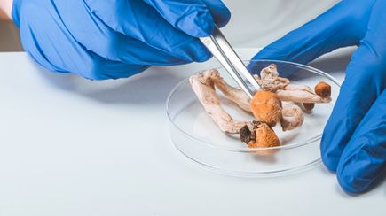 Little evidence on how psilocybin therapy interacts with existing psychiatric treatments review finds