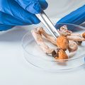 Little evidence on how psilocybin therapy interacts with existing psychiatric treatments review finds