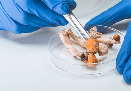 Little evidence on how psilocybin therapy interacts with existing psychiatric treatments review finds
