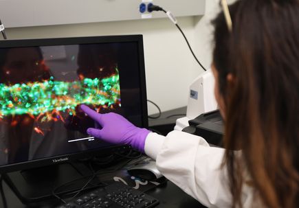 New research helps explain how inflammation increases COVID-19 vulnerability