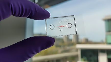 New research helps explain how inflammation increases COVID-19 vulnerability