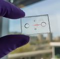 New research helps explain how inflammation increases COVID-19 vulnerability