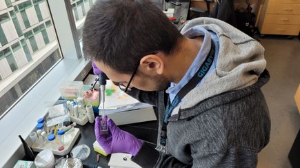 New research helps explain how inflammation increases COVID-19 vulnerability