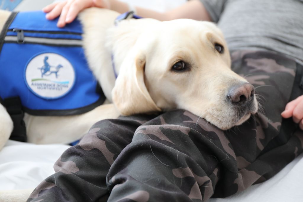 Casey lays on the lap of a patient in his bed.