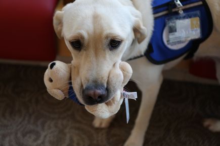 2021_1015_New DCH Dog - Casey 13