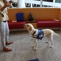 2021_1015_New DCH Dog - Casey 12