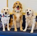 Casey, Davis and Hope (OHSU)