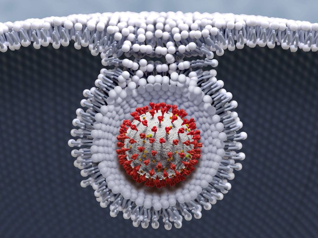 SARS-CoV-2 viral particle enters a cell