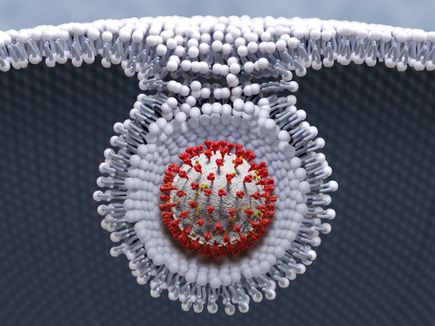 SARS-CoV-2 viral particle enters a cell