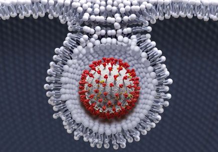 SARS-CoV-2 viral particle enters a cell