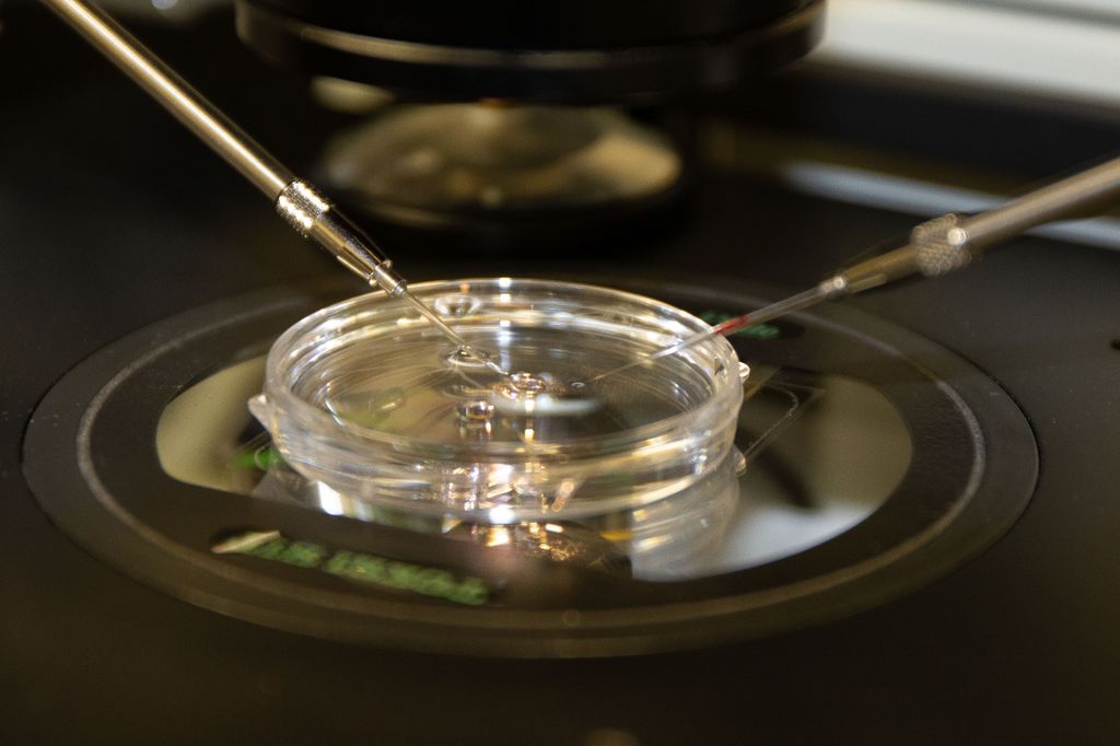 embryo cells in a petri dish