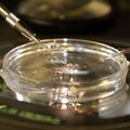 20220804 Embryo Cell Therapy