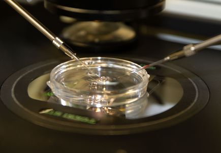 Gene editing research highlighted in November OHSU Science Café series