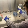 20220804 Mitalipov lab 37