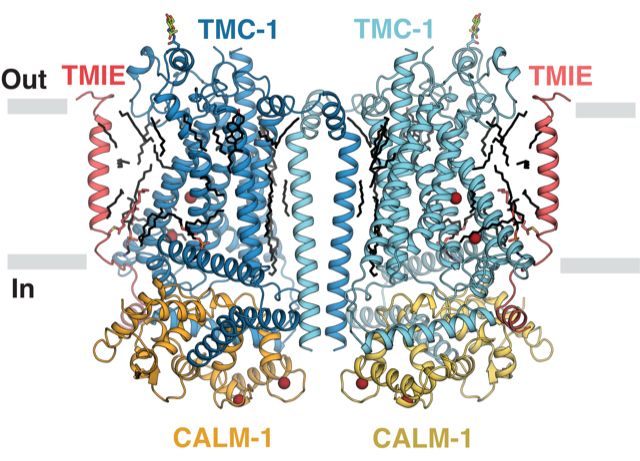 Graphic is of different colored curl-ribbon like structures that represent the molecular machinery structure in the inner ear that converts vibrations into sensation of sound.