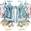 OHSU scientists discover mechanism of hearing