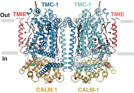 OHSU scientists discover mechanism of hearing