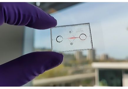 Research helps explain how inflammation increases COVID-19 vulnerability