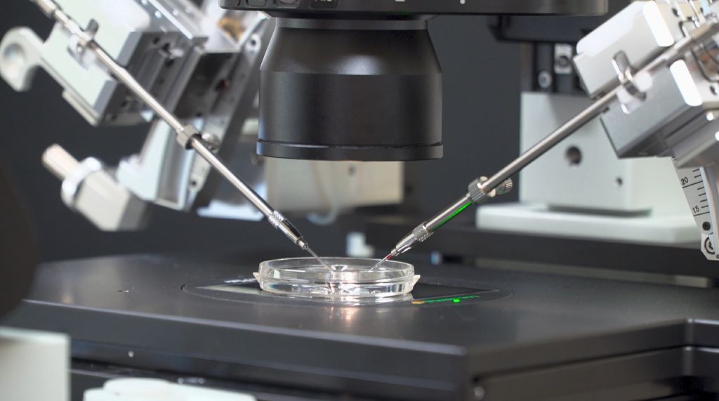 Aunque las tecnologías de edición genética son prometedoras en términos de prevenir y tratar enfermedades hereditarias debilitantes, el nuevo estudio de Oregon Health & Science University revela limitaciones que se deben superar para poder considerar seguro y efectivo el método de edición genética previa a la implantación. (OHSU/Sara Hottman)