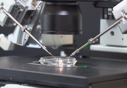 Un estudio revela limitaciones para evaluar la tecnologa de edicin gentica en embriones humanos