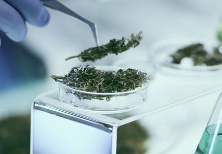 Dejar de consumir THC puede revertir su impacto negativo para la fertilidad masculina
