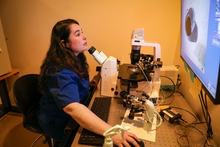 Estudiar embriones de primates para mejorar la salud humana