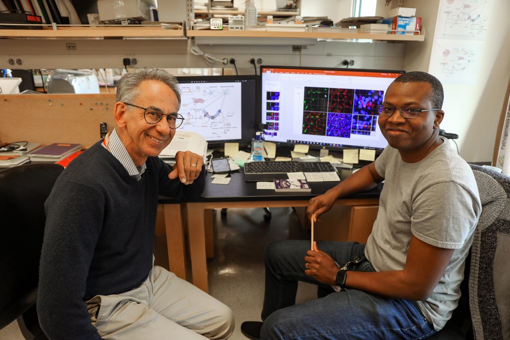 Dr. Stephen Back, Ph.D., neurocientífico y profesor de pediatría en OHSU School of Medicine a la izquierda y Philip Adeniyi, Ph.D., investigador posdoctoral en el laboratorio de Back. Los investigadores descubrieron que las microglías se degeneran en la materia blanca del cerebro en pacientes con enfermedad de Alzheimer y demencia vascular. (OHSU/Christine Torres Hicks)