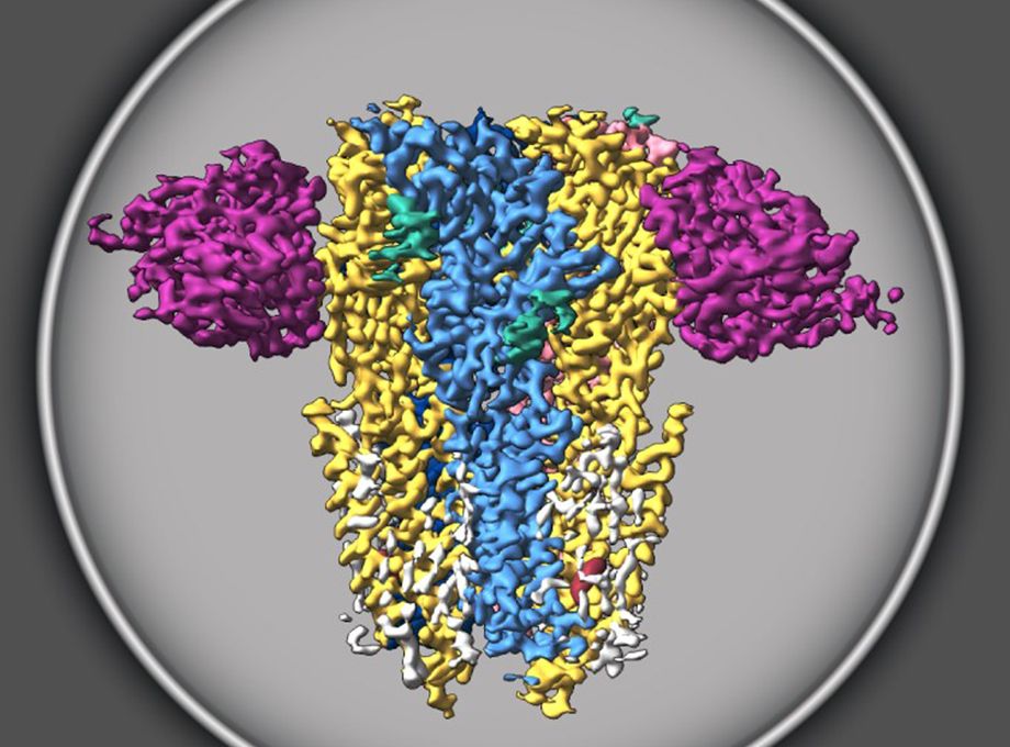 Ya existen anestésicos, sedantes y antidepresivos dirigidos a los receptores GABA tipo A por su importancia para la función cerebral. Un equipo de investigación descubrió detalles de la estructura molecular del receptor GABA que podrían contribuir al desarrollo futuro de mejores terapias. (OHSU)