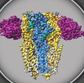 Estudio revela la estructura de un receptor crucial para el desarrollo y la función cerebral