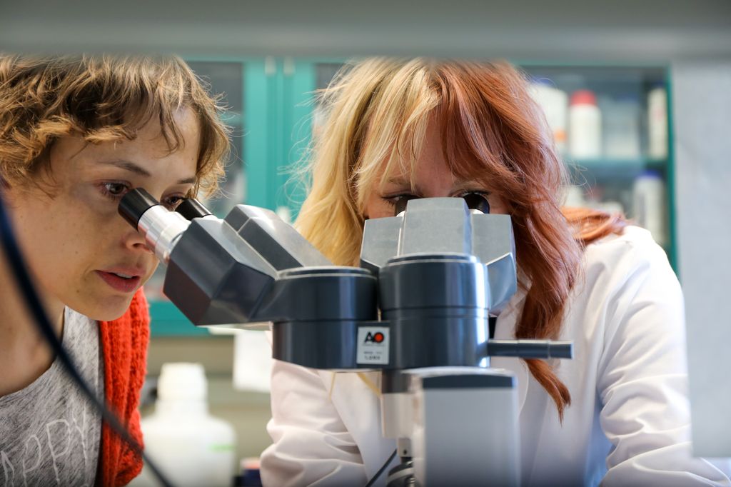 Emily Vance y Ruth Napier, Ph.D., profesora asistente de microbiología e inmunología molecular, artritis y enfermedades reumáticas en la Facultad de Medicina de OHSU, investigadora principal de VA Portland, analizan algunos de sus trabajos con microscopio. (OHSU/Christine Torres Hicks)