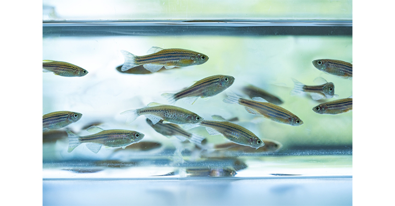 fish_social.jpg
