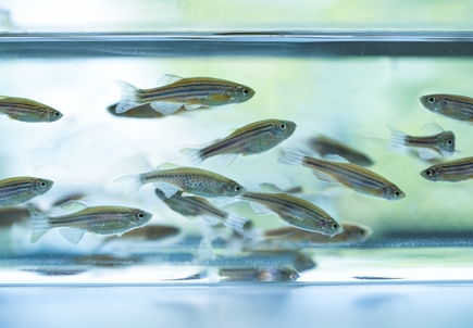 Zebrafish in tank (Getty Images)