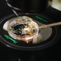 Haploid study
