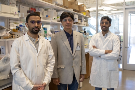 Dhanir Tailor, Ph.D., left, Sanjay Malhotra, Ph.D., and Arpit Dheeraj, Ph.D., stand together in the Malhotra lab. All three are among the developers of the first drug that targets YB-1, an important signaling point in many different cancers. The drug has shown powerful anti-tumor activity in animal models of several different tumor types. (OHSU/Christine Torres Hicks)