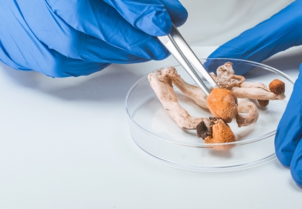New study sets out core measures for supervised psilocybin best practices